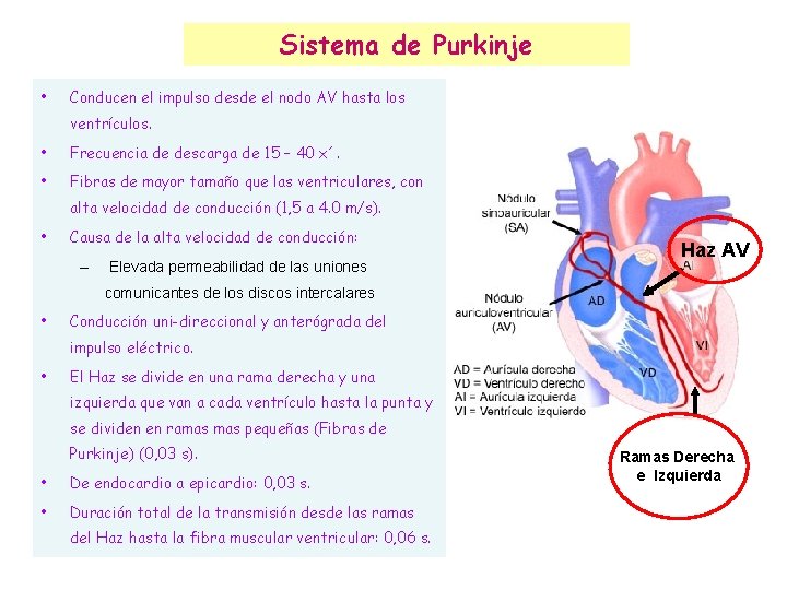 Sistema de Purkinje • Conducen el impulso desde el nodo AV hasta los ventrículos.