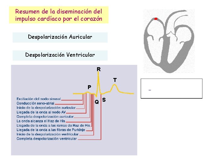 Resumen de la diseminación del impulso cardíaco por el corazón Despolarización Auricular Despolarización Ventricular