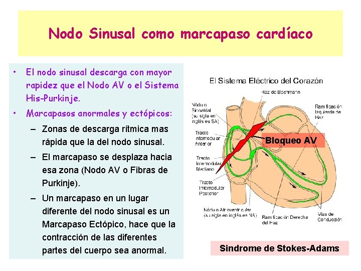 Nodo Sinusal como marcapaso cardíaco • El nodo sinusal descarga con mayor rapidez que