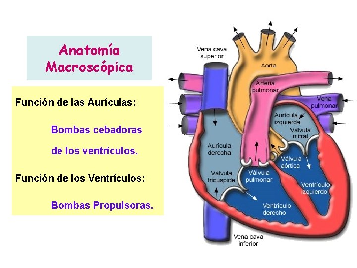 Anatomía Macroscópica Función de las Aurículas: Bombas cebadoras de los ventrículos. Función de los