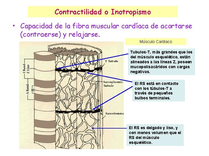 Contractilidad o Inotropismo • Capacidad de la fibra muscular cardíaca de acortarse (contraerse) y