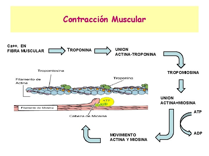 Contracción Muscular Ca++. EN FIBRA MUSCULAR TROPONINA UNION ACTINA-TROPONINA TROPOMIOSINA UNION ACTINA+MIOSINA ATP MOVIMIENTO