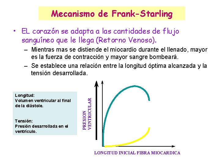 Mecanismo de Frank-Starling • EL corazón se adapta a las cantidades de flujo sanguíneo