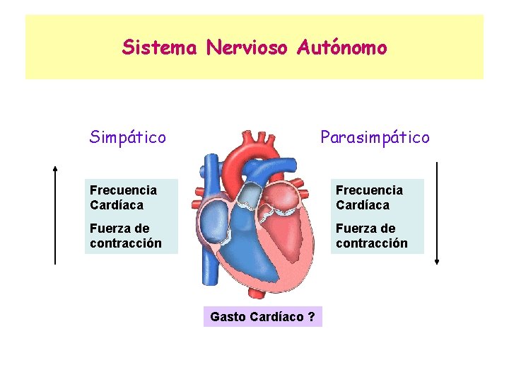 Sistema Nervioso Autónomo Simpático Parasimpático Frecuencia Cardíaca Fuerza de contracción Gasto Cardíaco ? 