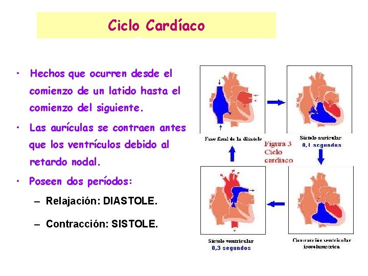 Ciclo Cardíaco • Hechos que ocurren desde el comienzo de un latido hasta el