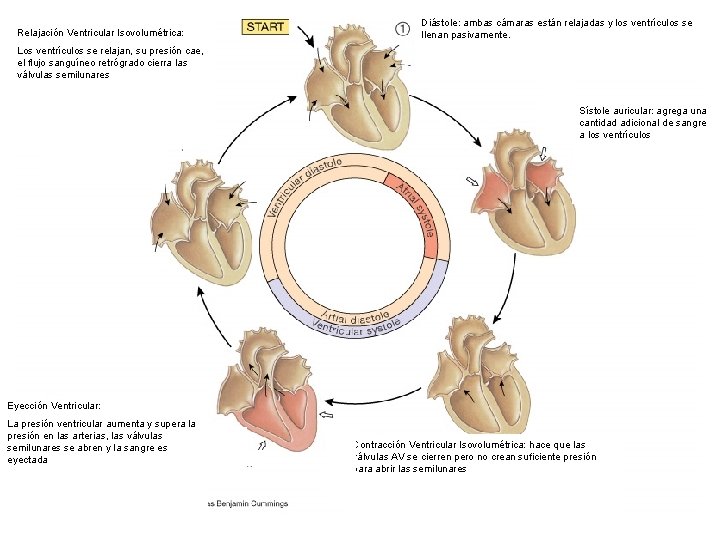 Relajación Ventricular Isovolumétrica: Diástole: ambas cámaras están relajadas y los ventrículos se llenan pasivamente.