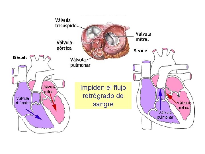 Impiden el flujo retrógrado de sangre 