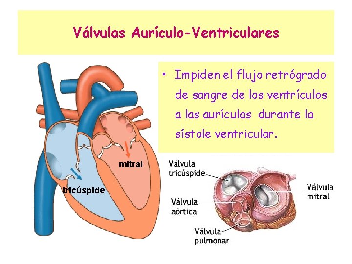 Válvulas Aurículo-Ventriculares • Impiden el flujo retrógrado de sangre de los ventrículos a las