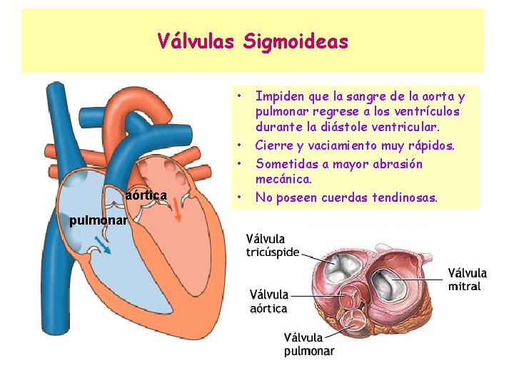 Válvulas Sigmoideas • • • aórtica pulmonar • Impiden que la sangre de la