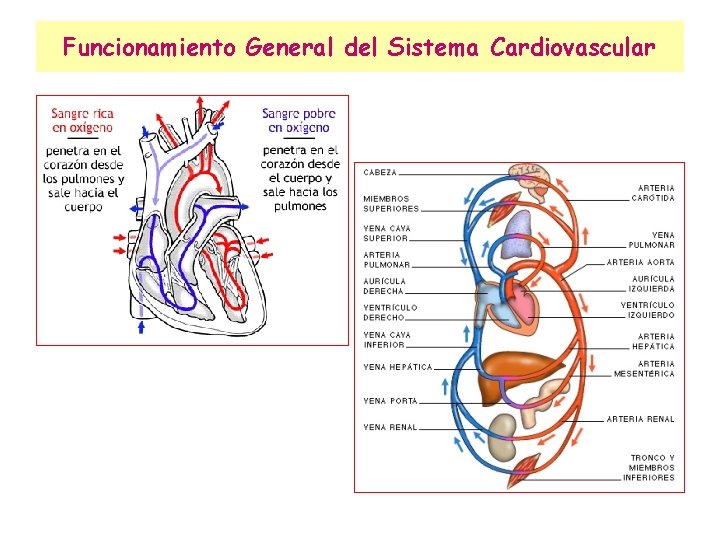 Funcionamiento General del Sistema Cardiovascular 