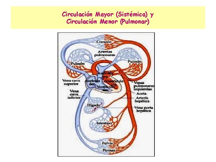 Circulación Mayor (Sistémica) y Circulación Menor (Pulmonar) 