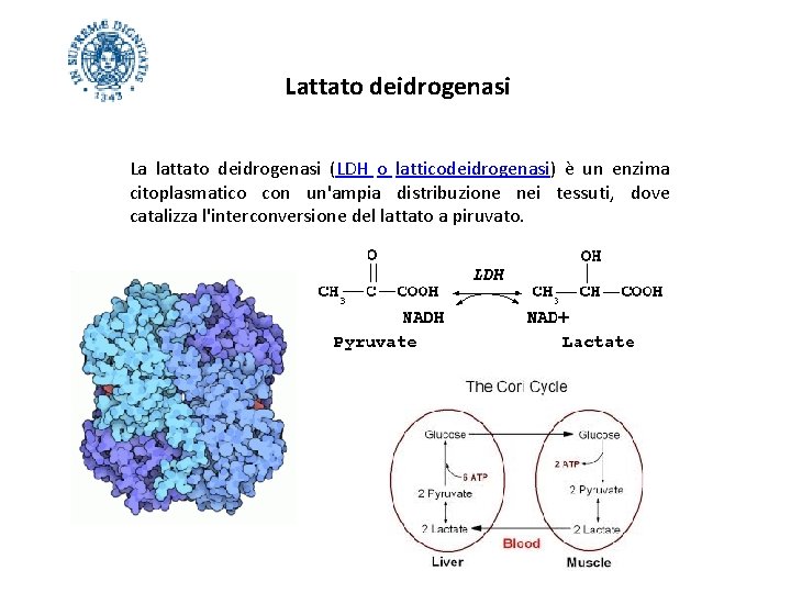 Lattato deidrogenasi La lattato deidrogenasi (LDH o latticodeidrogenasi) è un enzima citoplasmatico con un'ampia