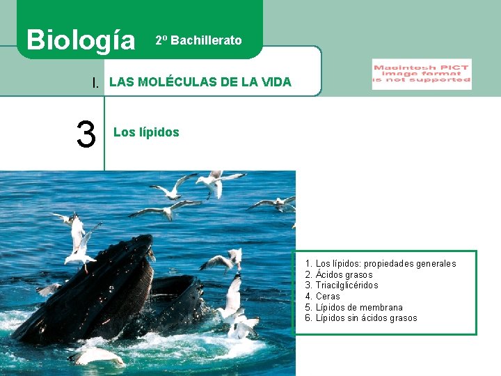 Biología 2º Bachillerato I. LAS MOLÉCULAS DE LA VIDA 3 Los lípidos 1. Los