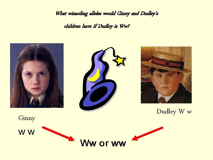 What wizarding alleles would Ginny and Dudley’s children have If Dudley is Ww? Dudley