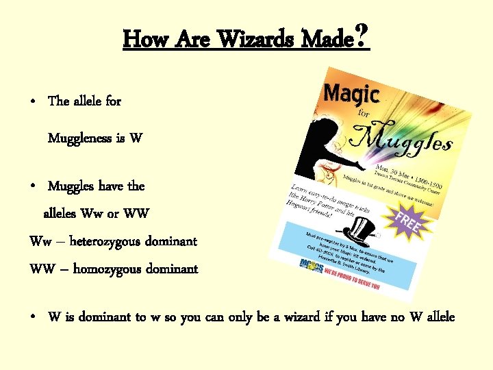 How Are Wizards Made? • The allele for Muggleness is W • Muggles have