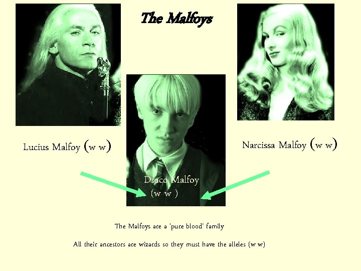 The Malfoys Narcissa Malfoy (w w) Lucius Malfoy (w w) Draco Malfoy (w w