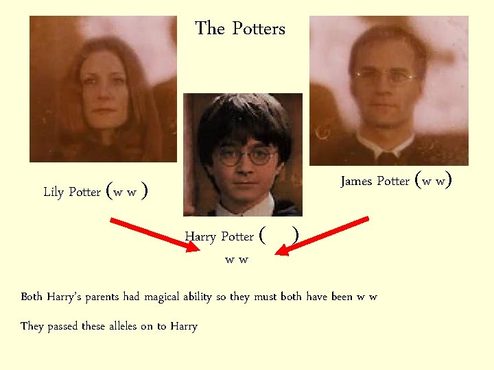 The Potters James Potter (w w) Lily Potter (w w ) Harry Potter (WW)