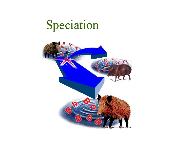 Speciation 