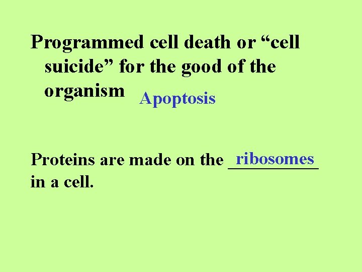 Programmed cell death or “cell suicide” for the good of the organism Apoptosis ribosomes