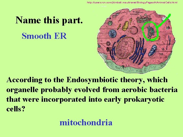 http: //users. rcn. com/jkimball. ma. ultranet/Biology. Pages/A/Animal. Cells. html Name this part. Smooth ER