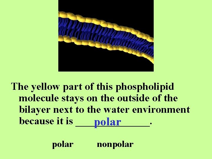 The yellow part of this phospholipid molecule stays on the outside of the bilayer