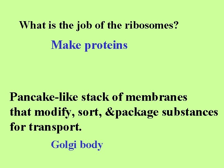 What is the job of the ribosomes? Make proteins Pancake-like stack of membranes that