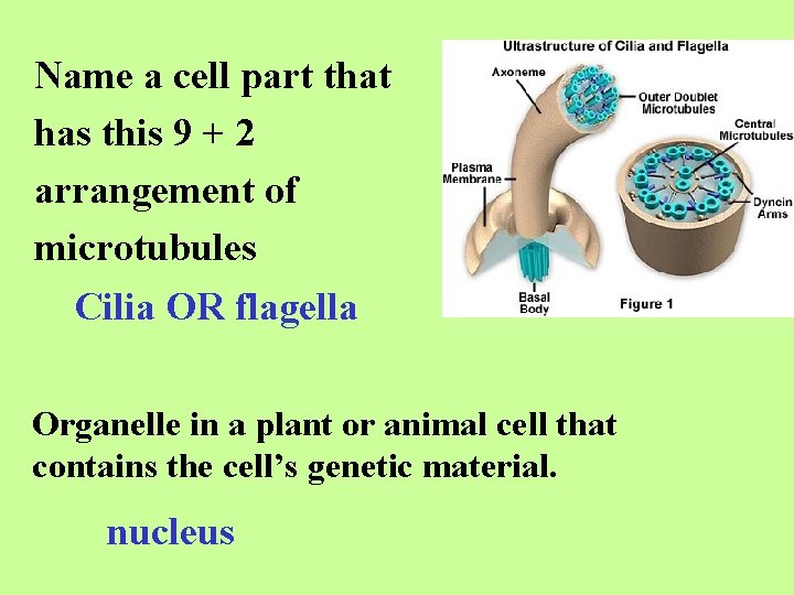 Name a cell part that has this 9 + 2 arrangement of microtubules Cilia