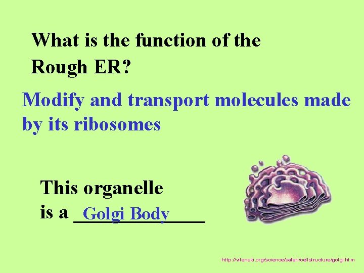 What is the function of the Rough ER? Modify and transport molecules made by