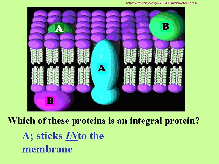 http: //www. tqnyc. org/NYC 040844/animalcells. htm Which of these proteins is an integral protein?
