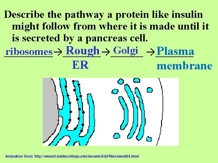 Describe the pathway a protein like insulin might follow from where it is made