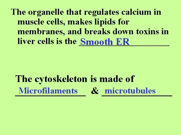 The organelle that regulates calcium in muscle cells, makes lipids for membranes, and breaks