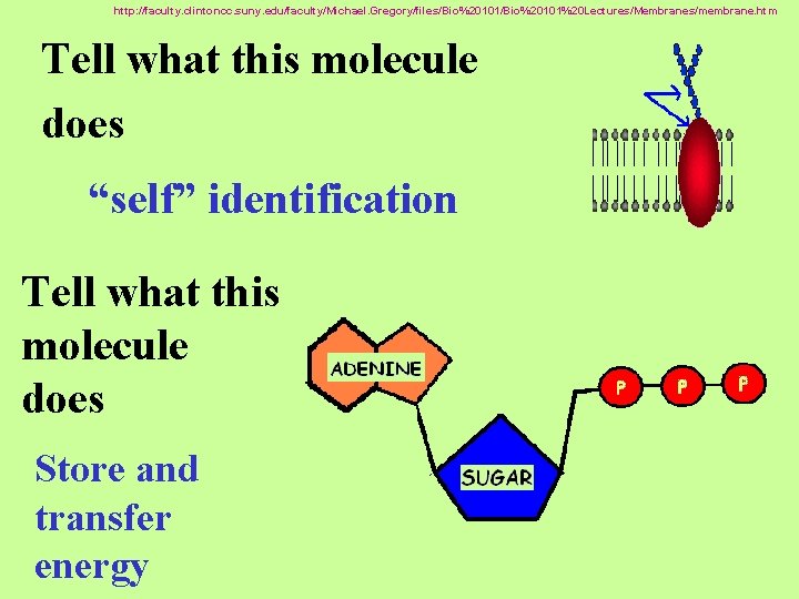 http: //faculty. clintoncc. suny. edu/faculty/Michael. Gregory/files/Bio%20101%20 Lectures/Membranes/membrane. htm Tell what this molecule does “self”