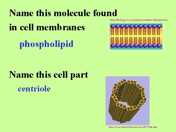 Name this molecule found in cell membranes http: //biology. clc. uc. edu/courses/bio 104/cells. htm