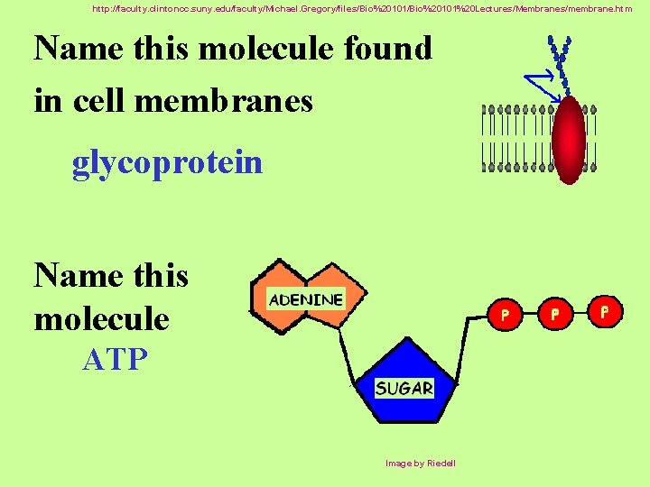 http: //faculty. clintoncc. suny. edu/faculty/Michael. Gregory/files/Bio%20101%20 Lectures/Membranes/membrane. htm Name this molecule found in cell