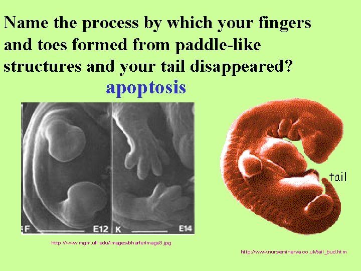 Name the process by which your fingers and toes formed from paddle-like structures and