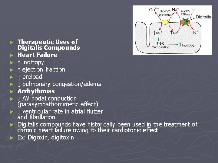 ► ► ► Therapeutic Uses of Digitalis Compounds Heart Failure ↑ inotropy ↑ ejection