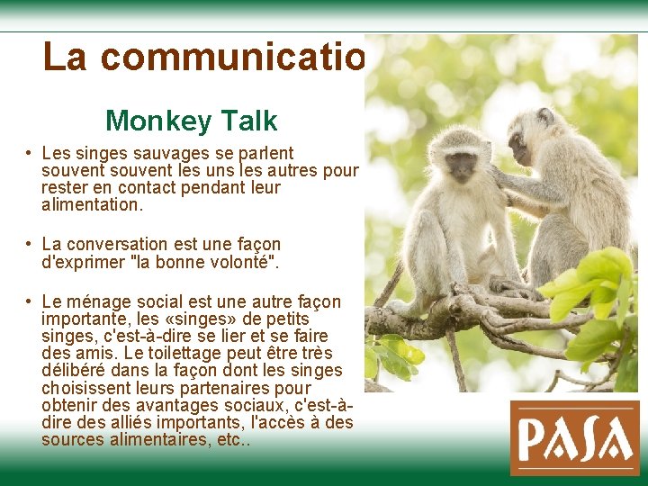  La communication Monkey Talk • Les singes sauvages se parlent souvent les uns