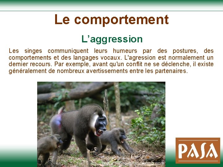 Le comportement L’aggression Les singes communiquent leurs humeurs par des postures, des comportements et