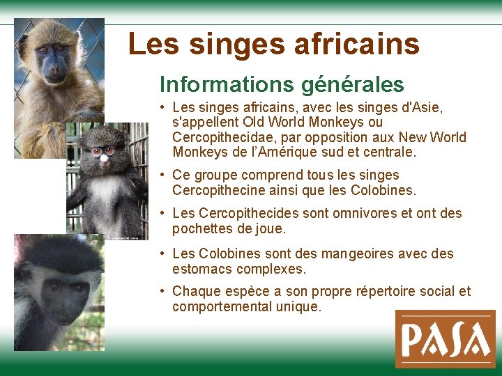 Les singes africains Informations générales • Les singes africains, avec les singes d'Asie, s'appellent