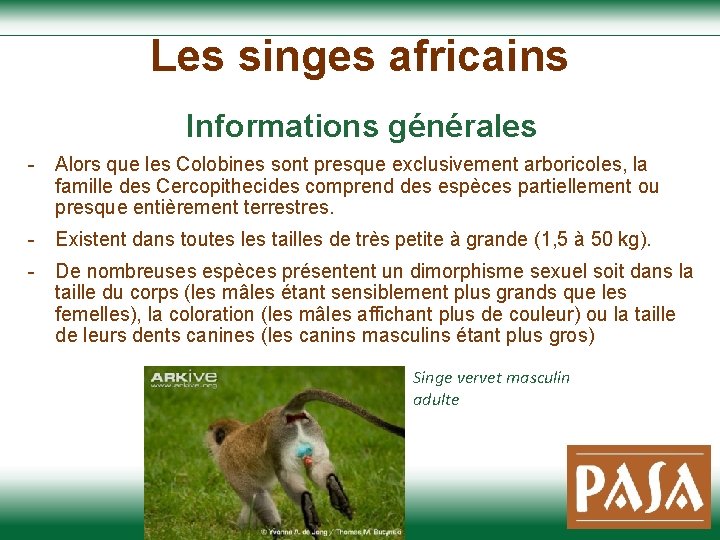 Les singes africains Informations générales - Alors que les Colobines sont presque exclusivement arboricoles,