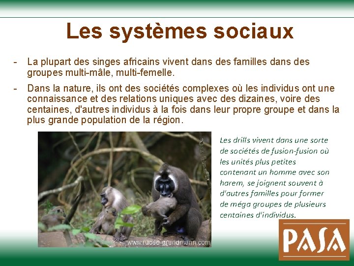  Les systèmes sociaux - La plupart des singes africains vivent dans des familles