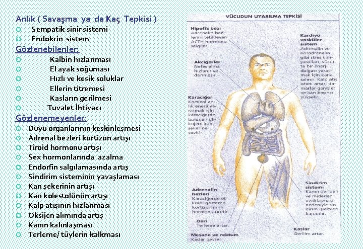 Anlık ( Savaşma ya da Kaç Tepkisi ) Sempatik sinir sistemi Endokrin sistem Gözlenebilenler: