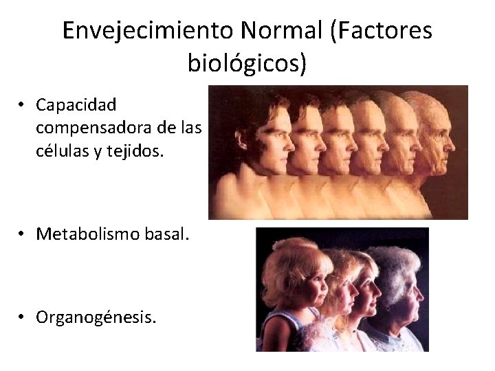 Envejecimiento Normal (Factores biológicos) • Capacidad compensadora de las células y tejidos. • Metabolismo