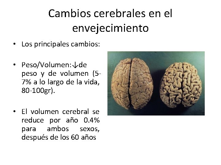 Cambios cerebrales en el envejecimiento • Los principales cambios: • Peso/Volumen: ↓de peso y