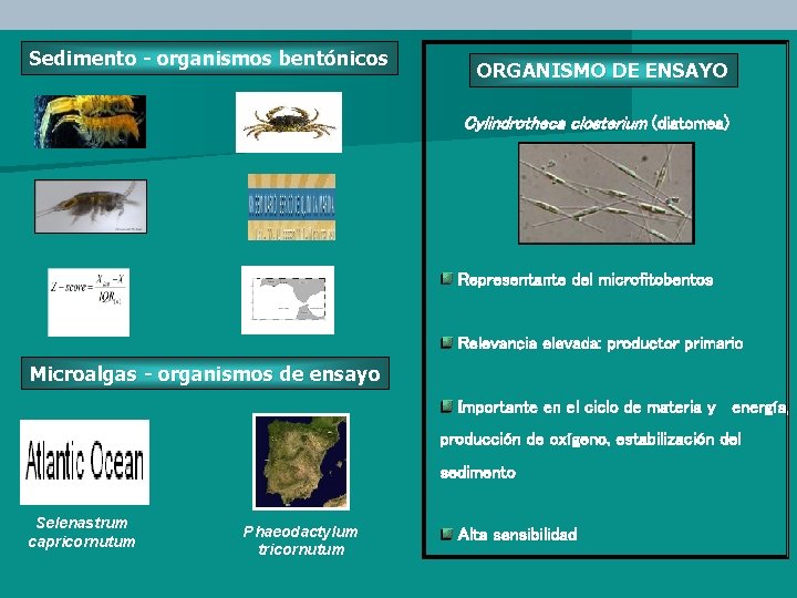Sedimento - organismos bentónicos ORGANISMO DE ENSAYO Cylindrotheca closterium (diatomea) Representante del microfitobentos Relevancia
