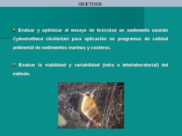 OBJETIVOS Evaluar y optimizar el ensayo de toxicidad en sedimento usando Cylindrotheca closterium para