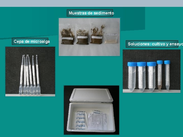 Muestras de sedimento Cepa de microalga Soluciones: cultivo y ensayo 