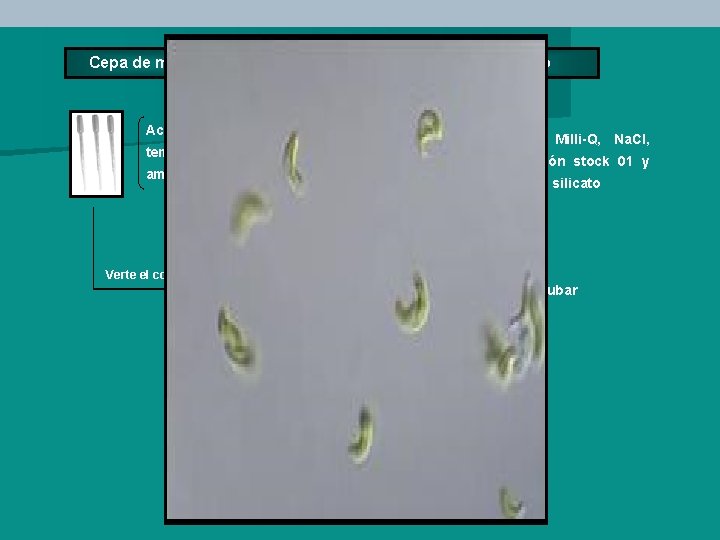 Cepa de microalgas Medio de cultivo Aclimatarlas a Añadir agua Milli-Q, Na. Cl, temperatura