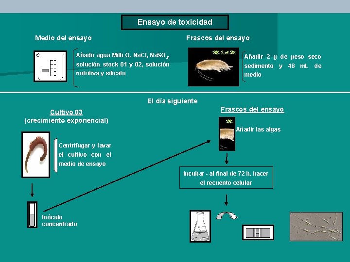 Ensayo de toxicidad Medio del ensayo Frascos del ensayo Añadir agua Milli-Q, Na. Cl,