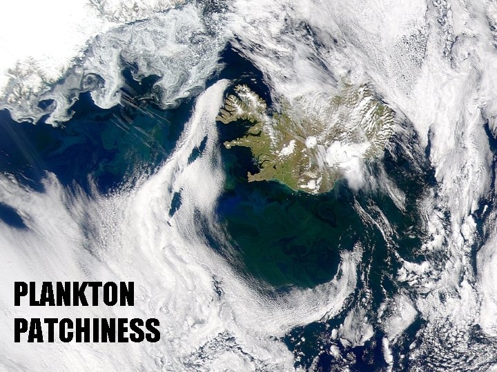 PLANKTON PATCHINESS 